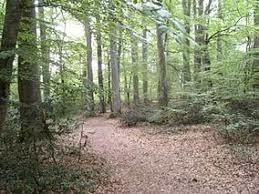 Forêt de Tronçais