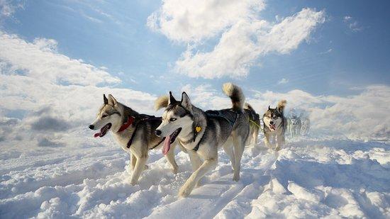 Cantal Mushing