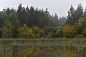 Forêt de la Comté