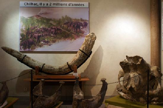 Musée de Paléontologie